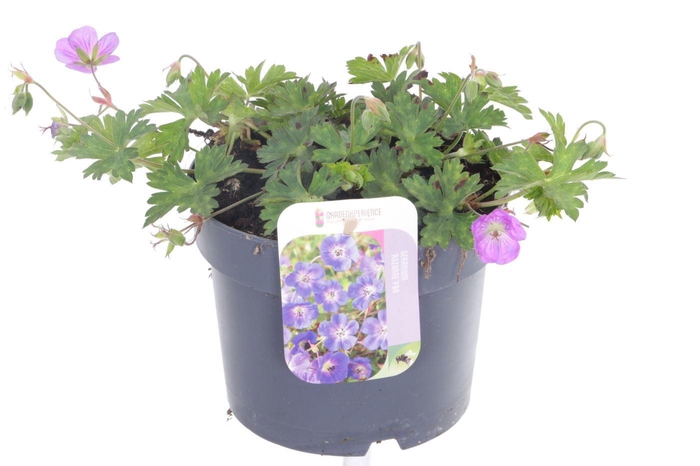 <h4>Geranium Rozanne</h4>