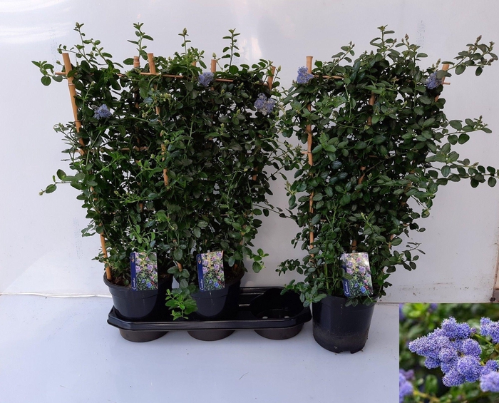 <h4>CEAN TH REPENS</h4>