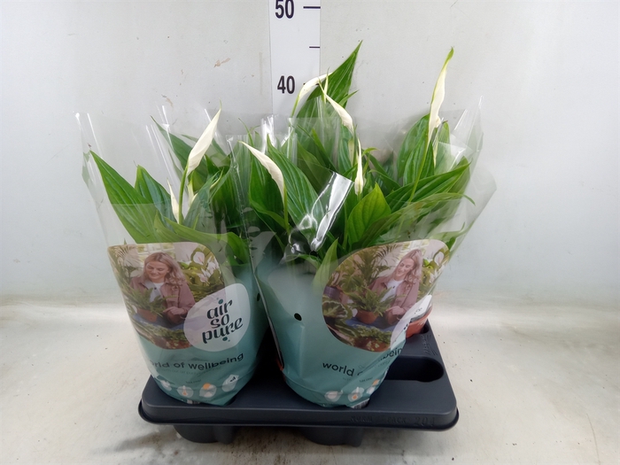 <h4>Spathiphyllum  'Pearl Cupido'</h4>