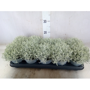 Leucophyta     [Calocephalus]