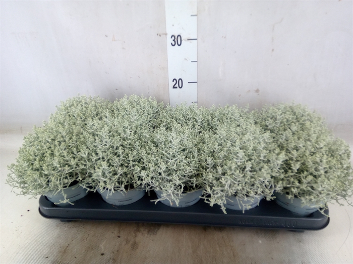 <h4>Leucophyta     [Calocephalus]</h4>