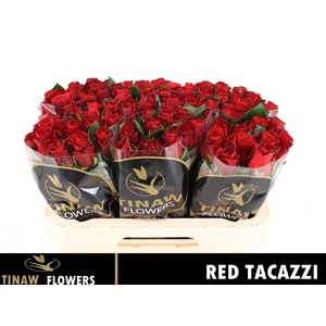 R GR RED TACAZZI+