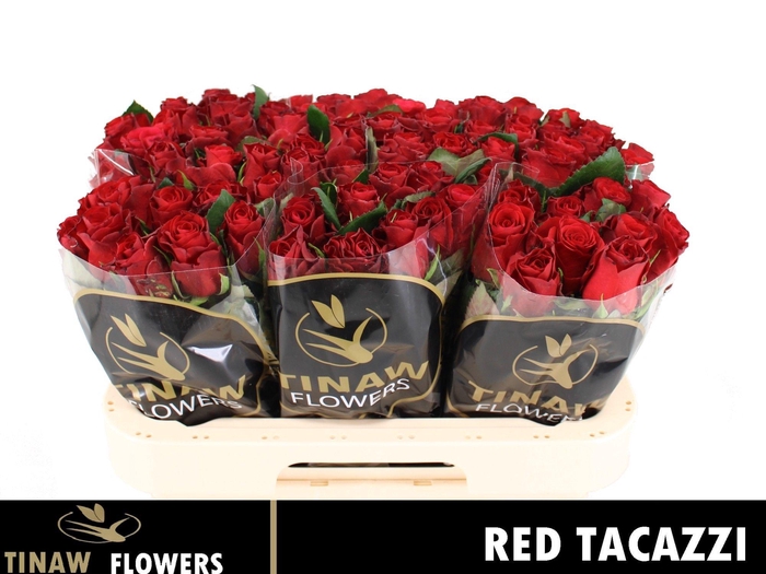 <h4>R GR RED TACAZZI+</h4>