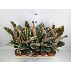 Ficus elastica 'Tineke'