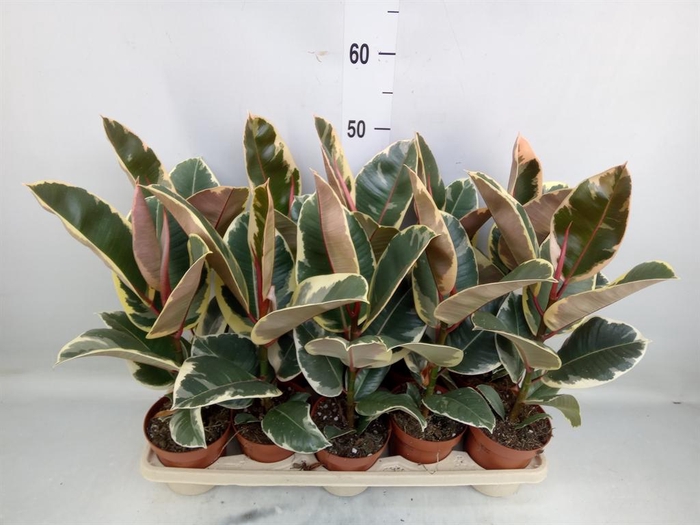 <h4>Ficus elastica 'Tineke'</h4>