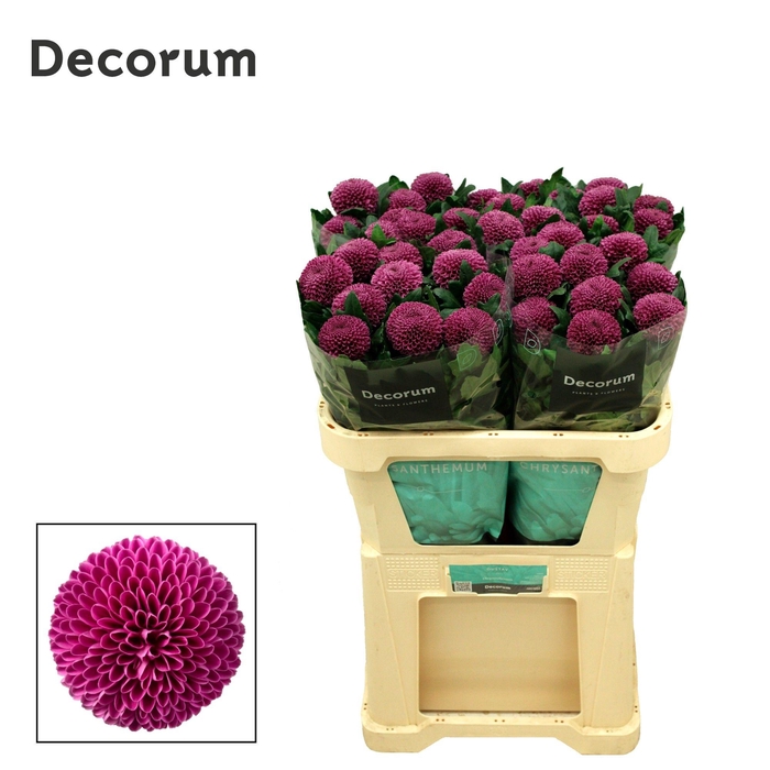<h4>Chrysanten Chr G Roxo</h4>