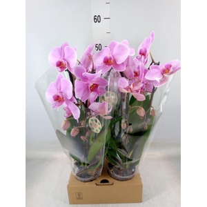 Phalaenopsis  'Elegant Cascade'