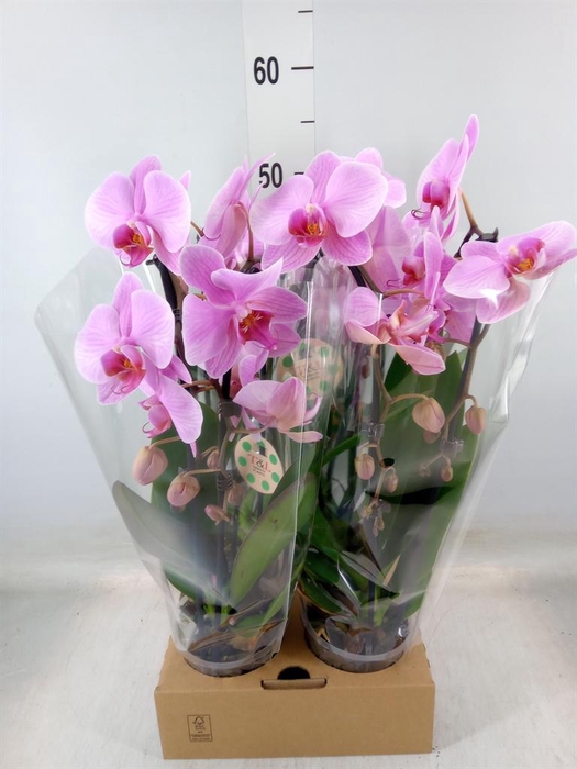 <h4>Phalaenopsis  'Elegant Cascade'</h4>