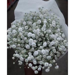 A.Gypsophila (p/b)