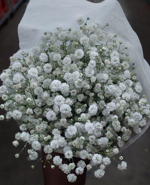 <h4>A.Gypsophila (p/b)</h4>