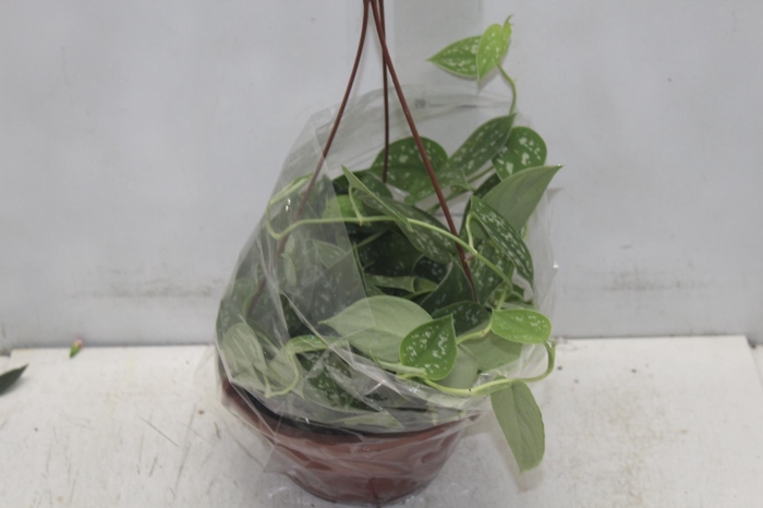 <h4>SCINDAPSUS ARGYRAEUS C21 PENDENTE</h4>