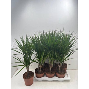 DRA MARGINATA
