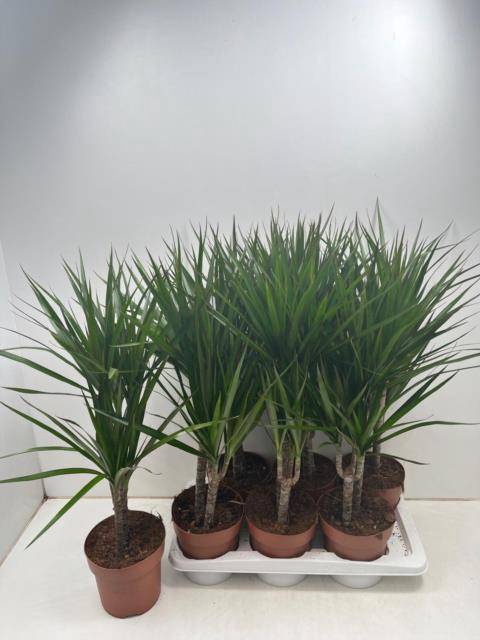 <h4>DRA MARGINATA</h4>