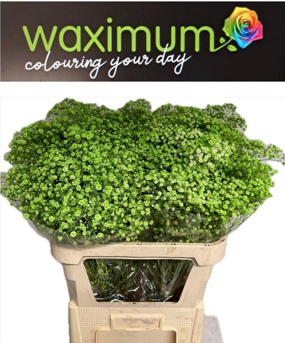 <h4>GYPS GROEN SPRAY</h4>