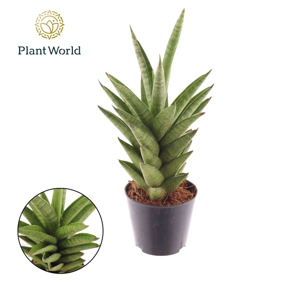 <h4>Sansevieria 'Starshooter' P8,5</h4>