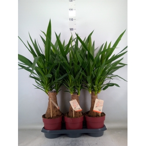 Yucca elephantipes   ...