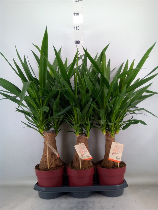 <h4>Yucca elephantipes   ...</h4>