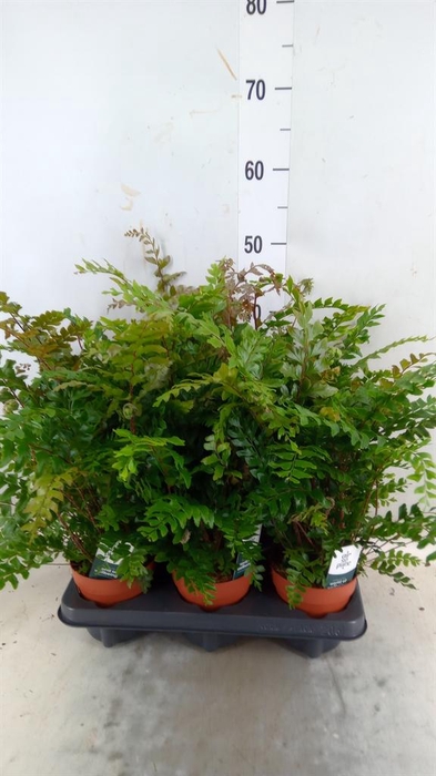 <h4>Didymochlaena truncatula</h4>