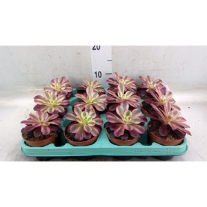 Aeonium   ...
