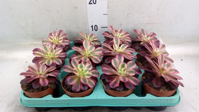 <h4>Aeonium   ...</h4>
