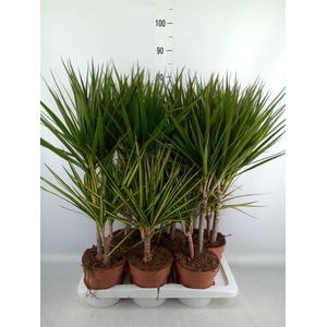 Dracaena   ...mix