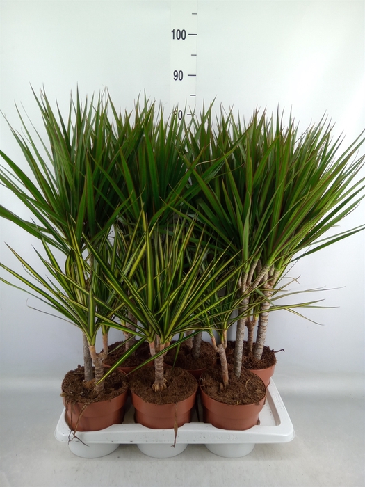 <h4>Dracaena   ...mix</h4>