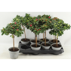 Rhododendron 13Ø 40cm 20Ø