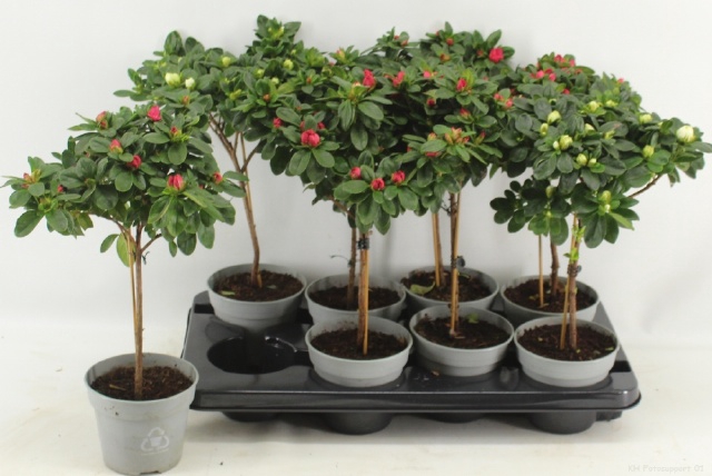 Rhododendron 13Ø 40cm 20Ø