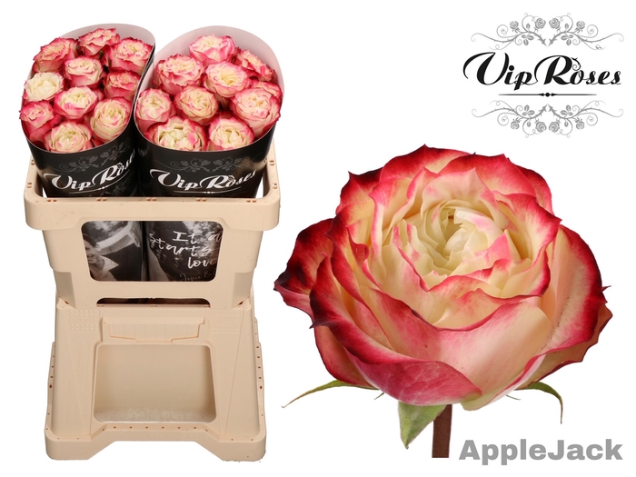 R GR APPLE JACK COLD