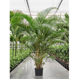Dypsis (Areca) lutescens (210-250)