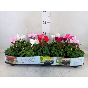 Cyclamen KL   ...patio
