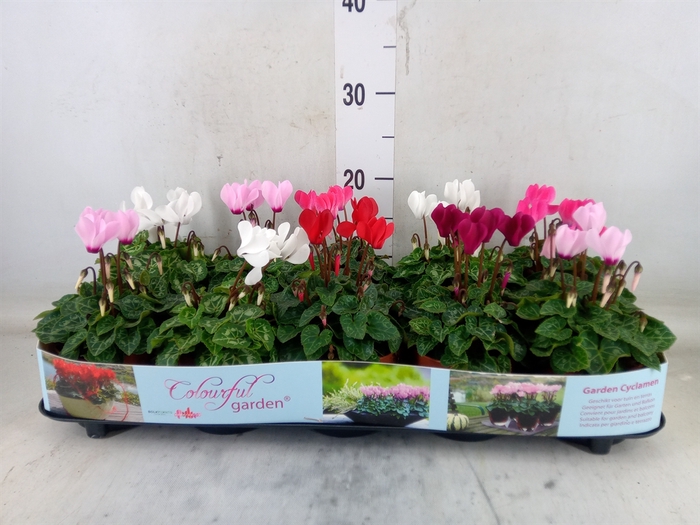 <h4>Cyclamen KL   ...patio</h4>