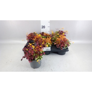 Oxalis   ...