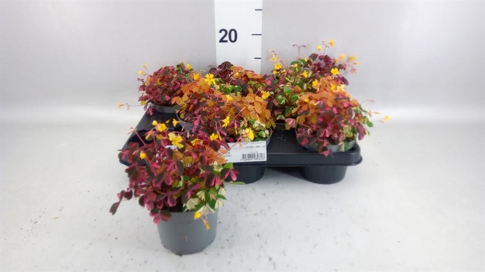<h4>Oxalis   ...</h4>