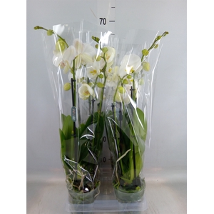 Phalaenopsis   ...white