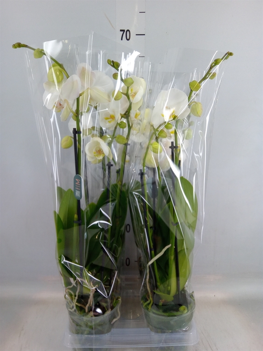 <h4>Phalaenopsis   ...white</h4>