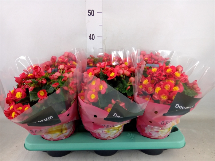 <h4>Begonia elat. HL 'Valentino Pink'</h4>