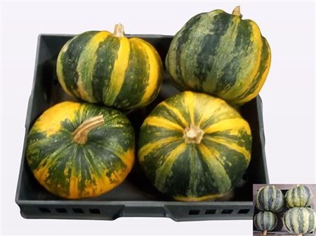 <h4>Cucurbita Pepo</h4>