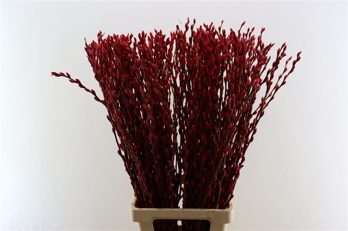 <h4>Salix Wilgenkatjes Red 90cm P Stem</h4>