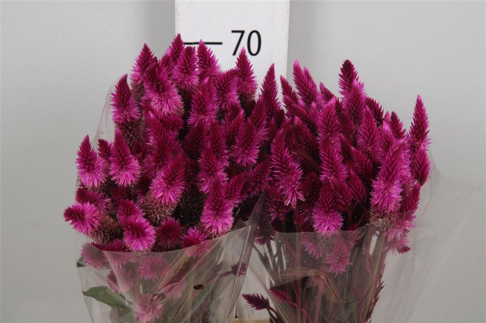 <h4>Cel A Celway Purple</h4>