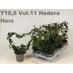 HED HE OV GROEN