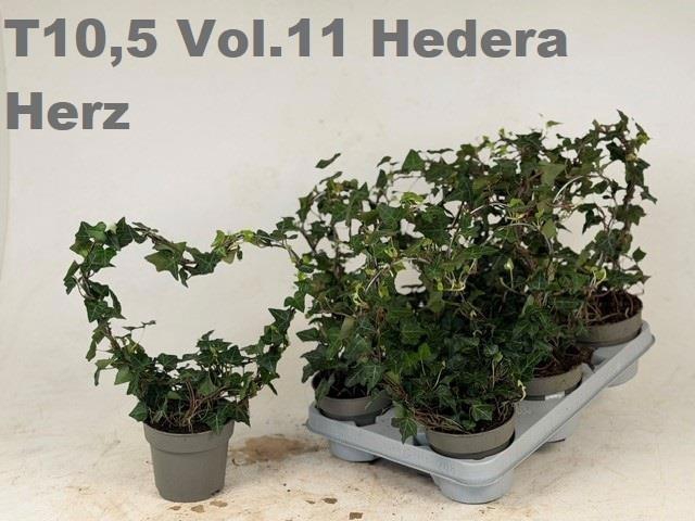 <h4>HED HE OV GROEN</h4>