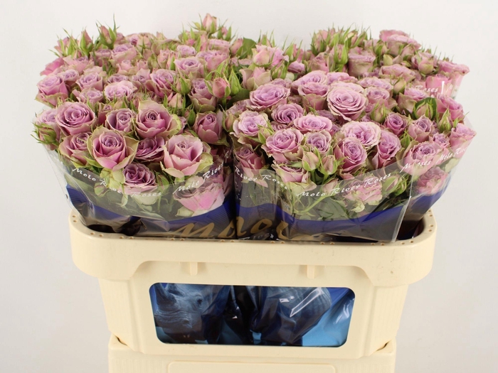 <h4>R TR PURPLE SKY</h4>