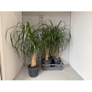 BEAUCARNEA RECUR
