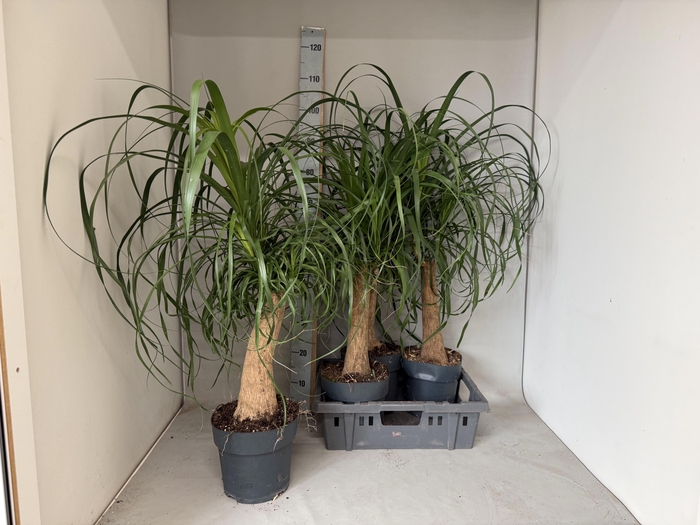 <h4>BEAUCARNEA RECUR</h4>
