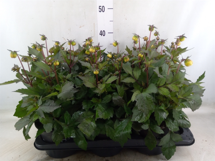 <h4>Dahlia  'Dahlinova Tempt Cream Whi'</h4>