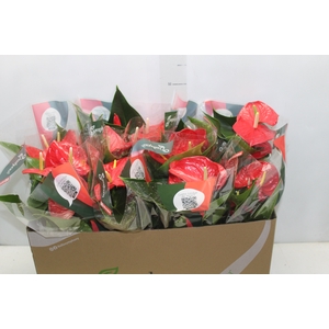 ANTHURIUM RED SUCCESS P15