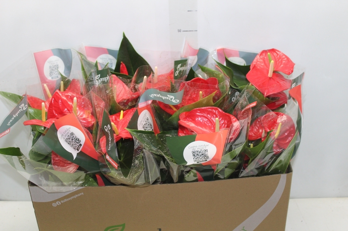 <h4>ANTHURIUM RED SUCCESS P15</h4>