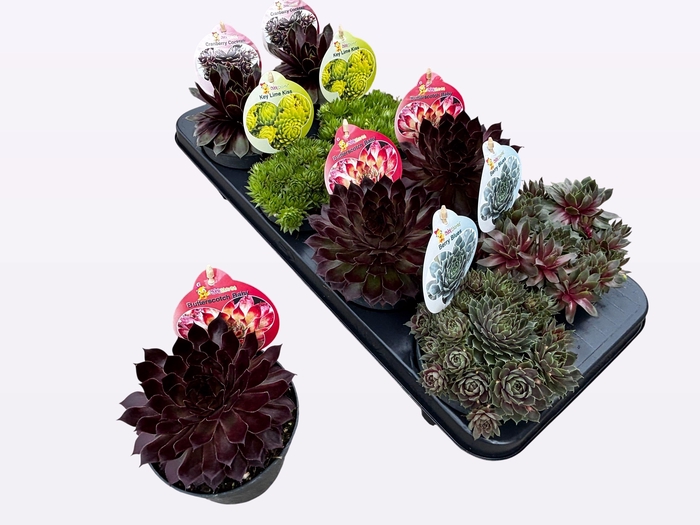 <h4>SEMP CC GEM</h4>