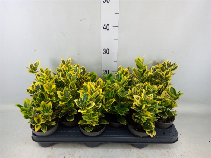 <h4>Euonymus japon. 'Ovatus Aureus'</h4>